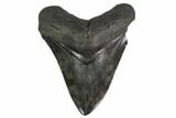 Fossil Megalodon Tooth - South Carolina #140726-1